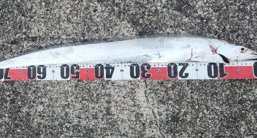 つれればおっきい