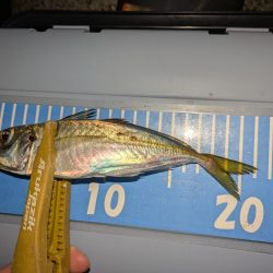 エギングの合間のアジング