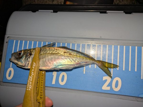 エギングの合間のアジング