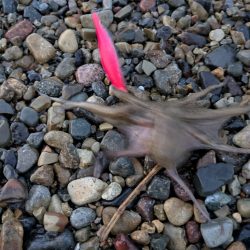 ~キョウヤマ~ 執念の1杯!