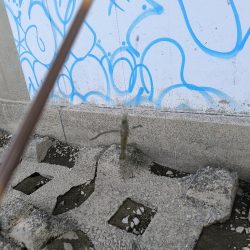 自転車でテナガエビ