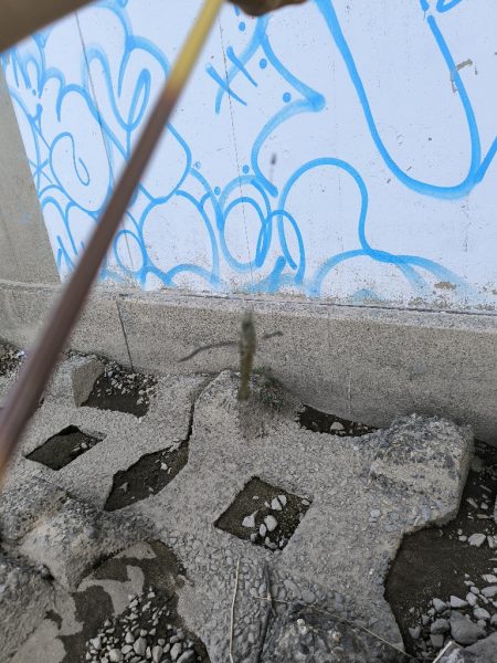 自転車でテナガエビ