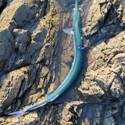 久々にロックショア