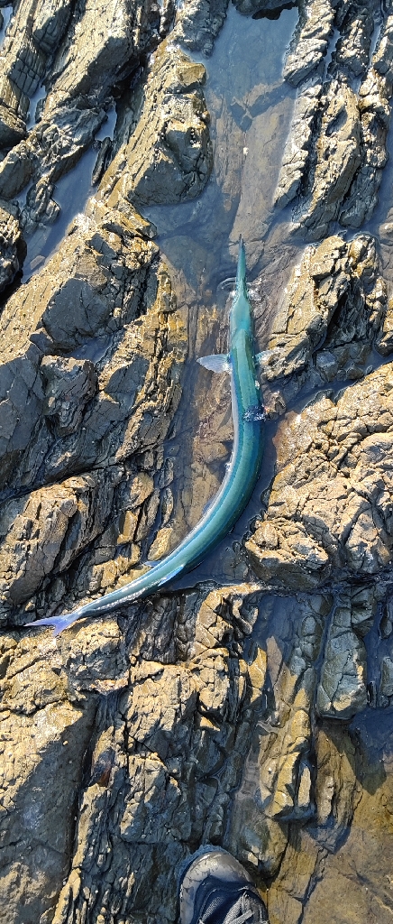 久々にロックショア