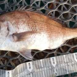 いつもの金魚とは違うオトナの鯛♪