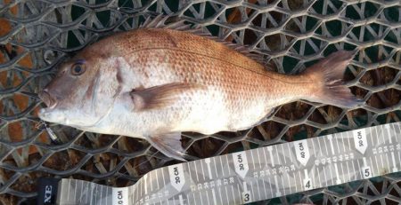 いつもの金魚とは違うオトナの鯛♪