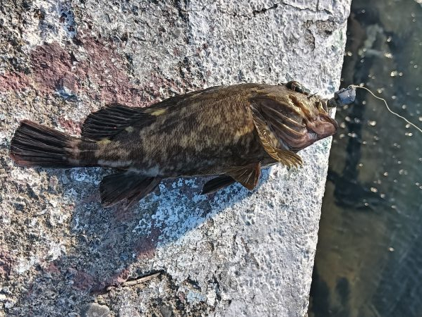 激渋良型ガッシー