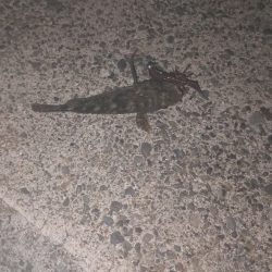 結局ガシリング