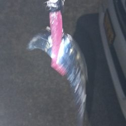 初タッチーget 指二本