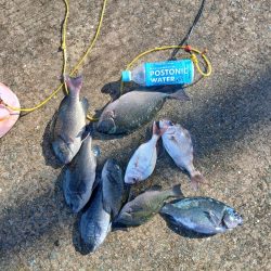 坊勢でグレ調査