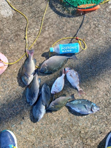 坊勢でグレ調査