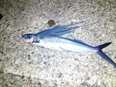 ショアジギング