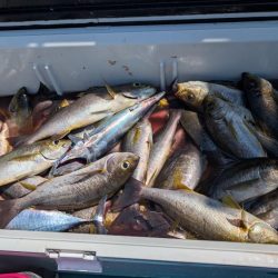 麦わらイサキ爆釣