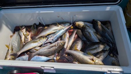 麦わらイサキ爆釣