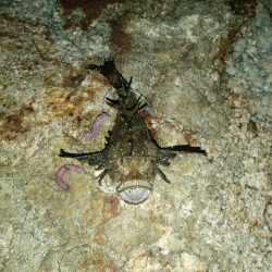 夜間ちょい投げ〜