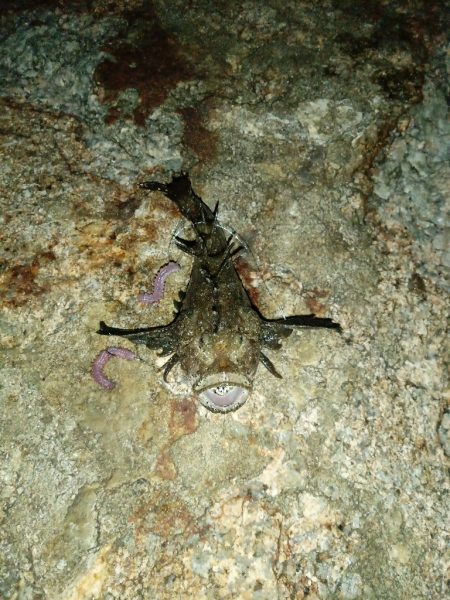 夜間ちょい投げ〜