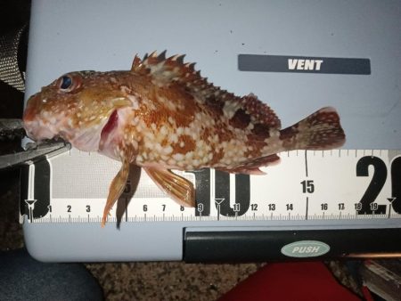 夜行、カサゴ爆釣