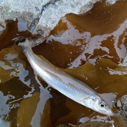 ふらっと夕まぐれ