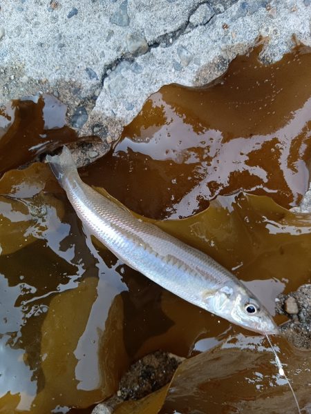 ふらっと夕まぐれ