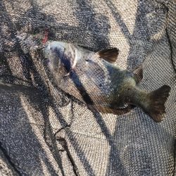 チヌのトップウォーターゲーム