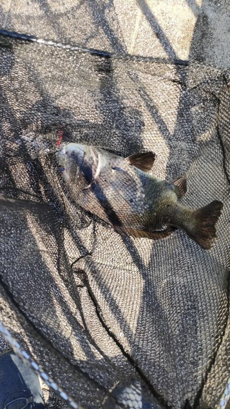 チヌのトップウォーターゲーム