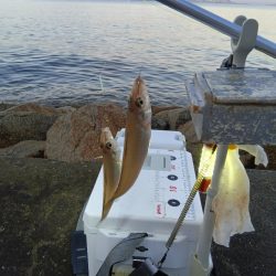 苅屋海岸のキス釣り