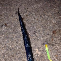 電気ウキ釣り 7