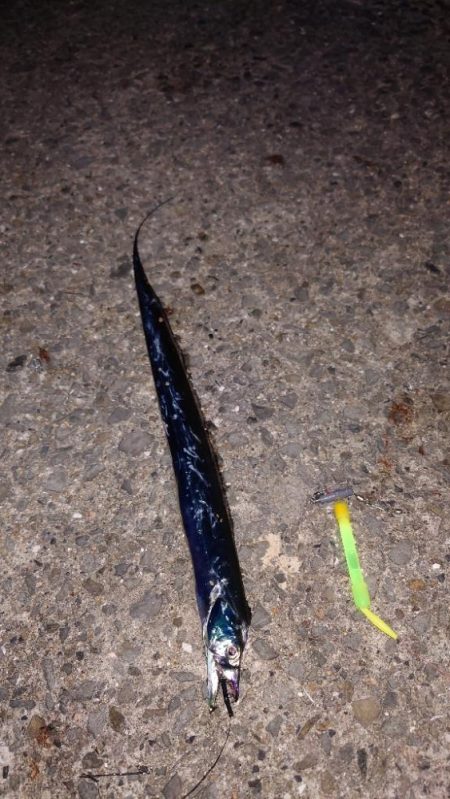 電気ウキ釣り 7