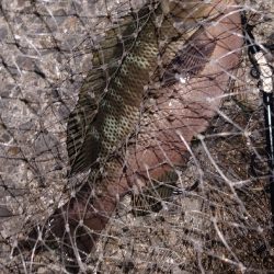 電気ウキ釣り 8