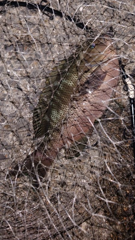 電気ウキ釣り 8