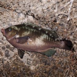 電気ウキ釣り 9