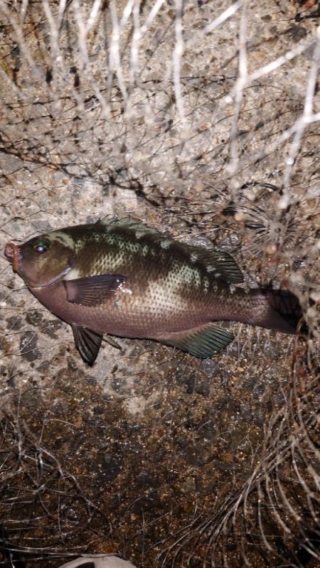電気ウキ釣り 9