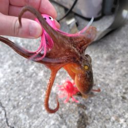 3年ぶりのタコ釣り