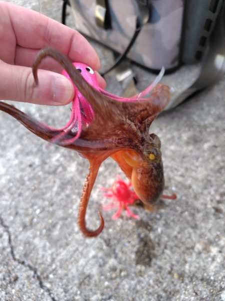 ３年ぶりのタコ釣り