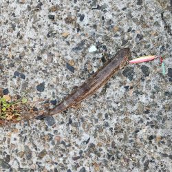 久しぶりのヤーツ