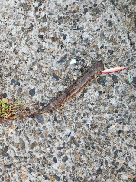 久しぶりのヤーツ