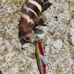 ロックフィッシュ