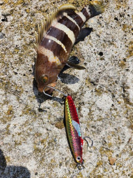 ロックフィッシュ