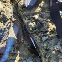 新魚種で五目釣り達成