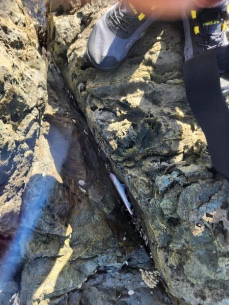 新魚種で五目釣り達成