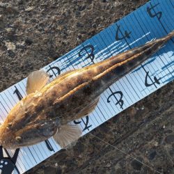 初めて暑い時期にマゴチ。