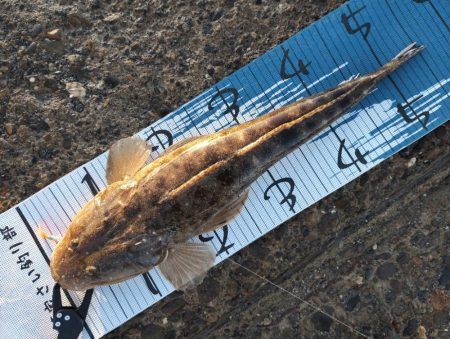 初めて暑い時期にマゴチ。