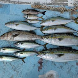 久々オフショア