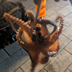 タコシーズン終了？