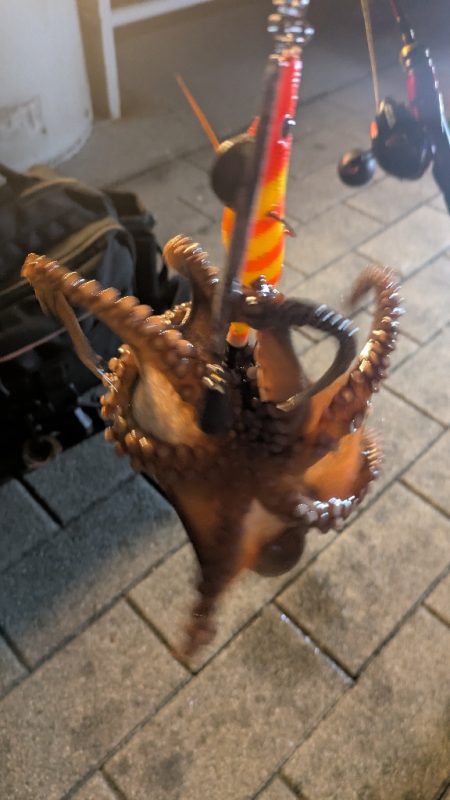 タコシーズン終了？