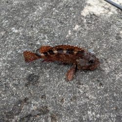 今日はピンクグロー