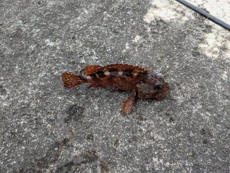 今日はピンクグロー