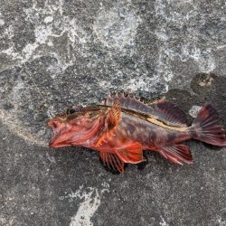 セリア恐るべし