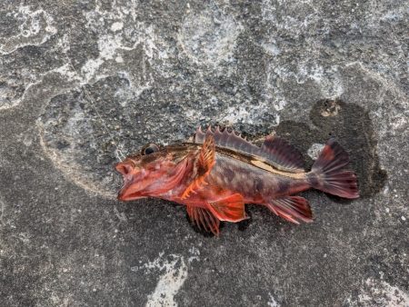 セリア恐るべし