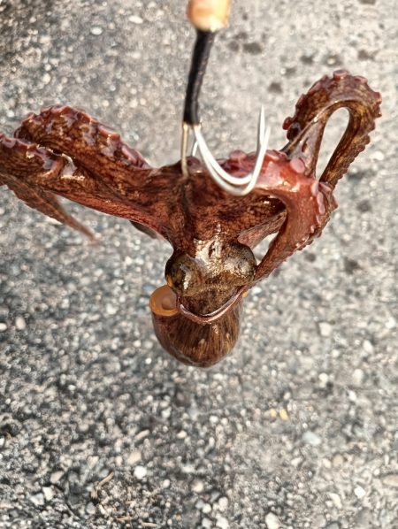 アジング18オクト2